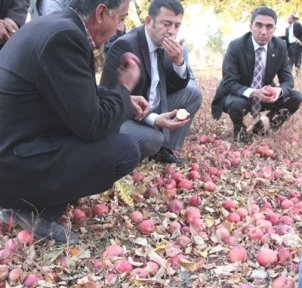 Malatya Milletvekili Veli Ağbaba  Elma Üreticilerin Sorunlarını Dinledi