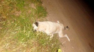 Doğanşehir'de Gece Yarısı Köpek Katliamı  - Videolu Haber